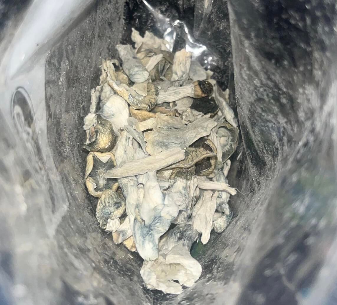 Penis Envy Albino Shrooms Penis Envy Albino Shrooms